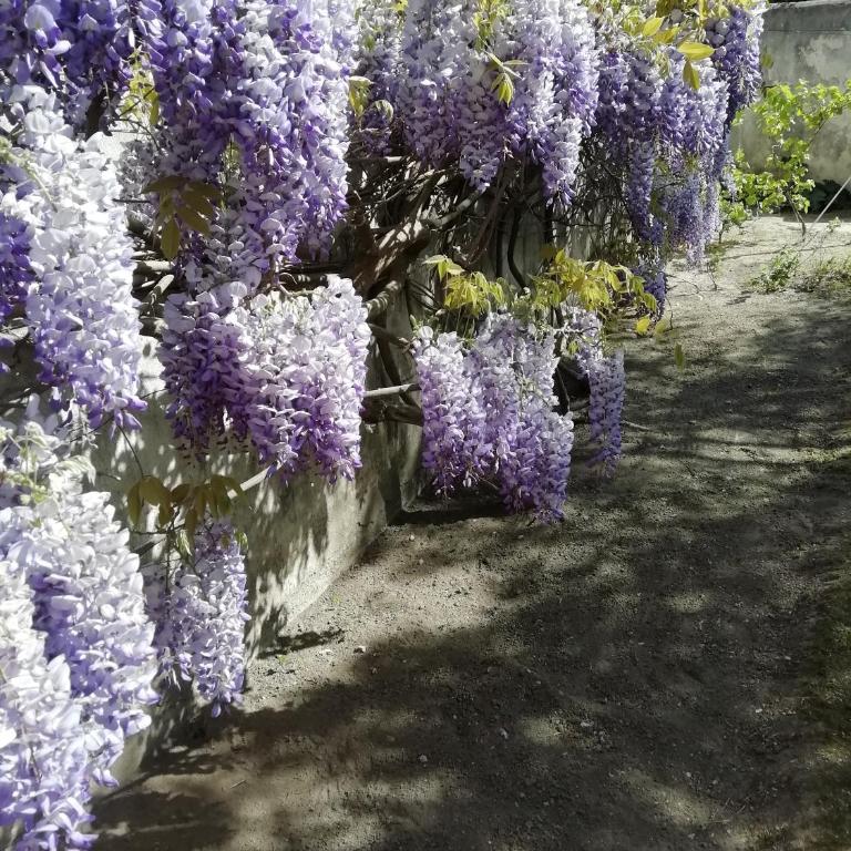 Chez Fleur - Chambre Double - Vue sur Jardin - 5