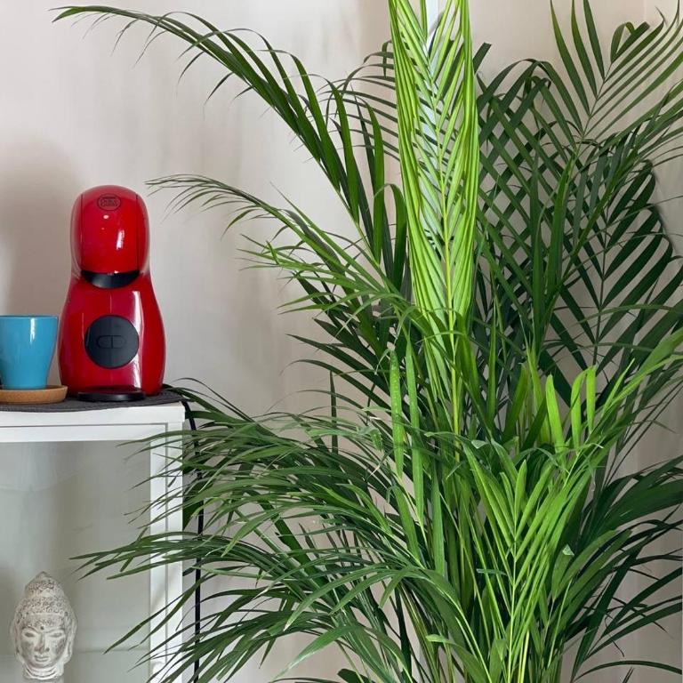 Cozy studio centr Torremolinos - Estudio - 10