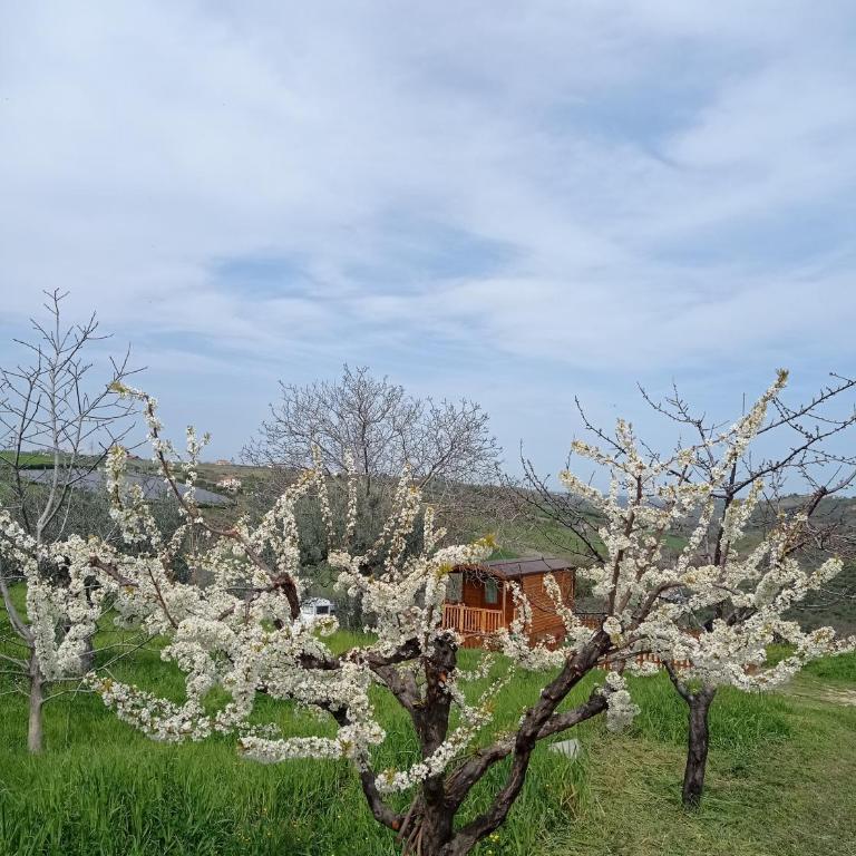La casetta sotto l'albero LA CAROVANA GITANA - Double Room with Terrace - 33
