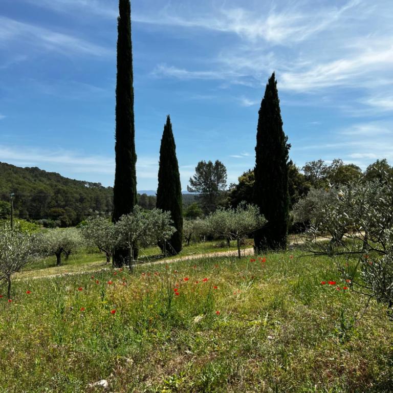 Charming, chic, secluded villa within walking distance from Lorgues - Villa - 9
