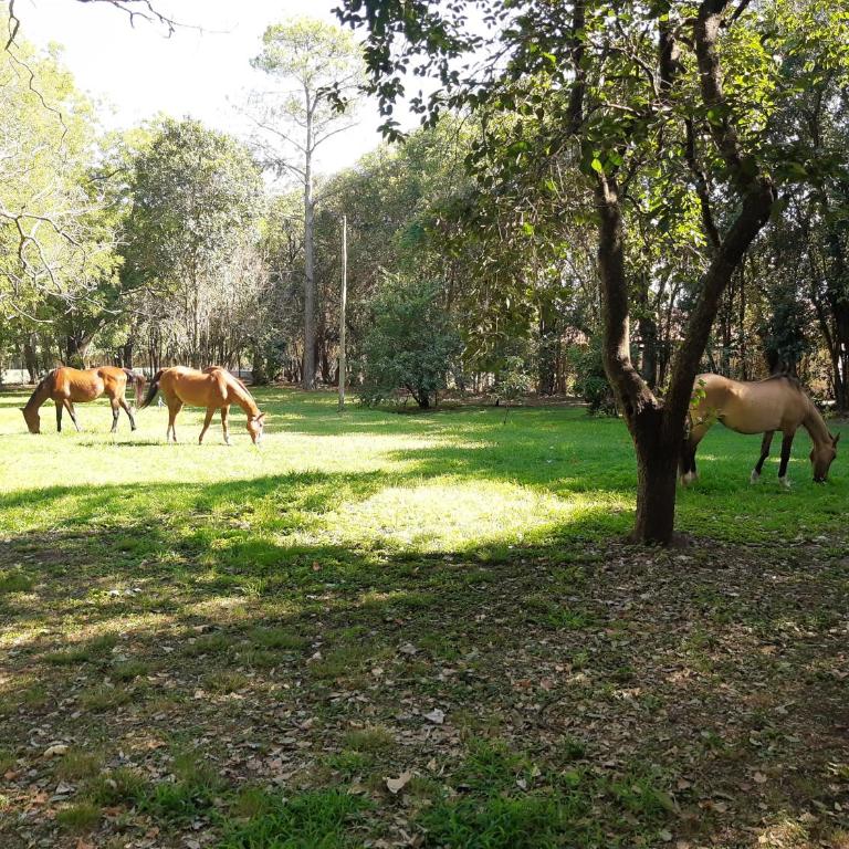 Casa de campo Spaequino La Colorada - One-Bedroom House - 11