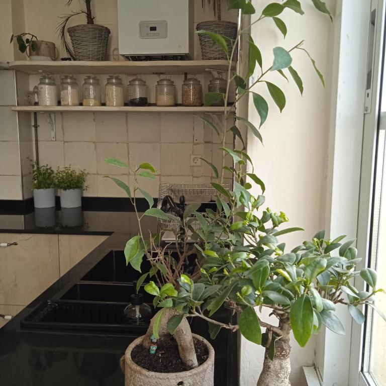 Piso Iwvaxi, gallery house. Ourense. - Apartamento de 1 dormitorio - 12