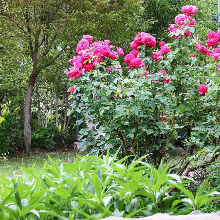 Tomillo Alojamiento Unidad 1 Bed and Breakfast Habitación con baño SIN COCINA - Habitación con cama grande y vistas al jardín - 3