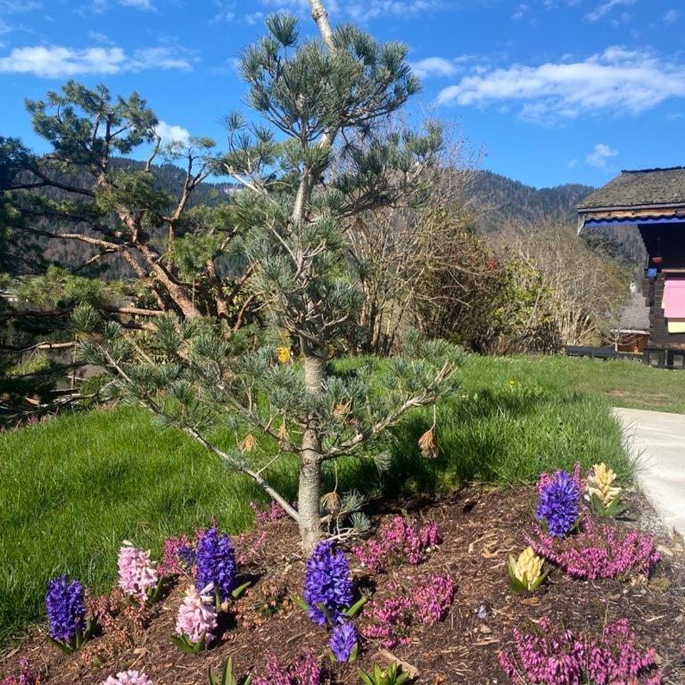 Micro-lodge, Le Petit Nid d'Amour - Kleines Chalet - 50