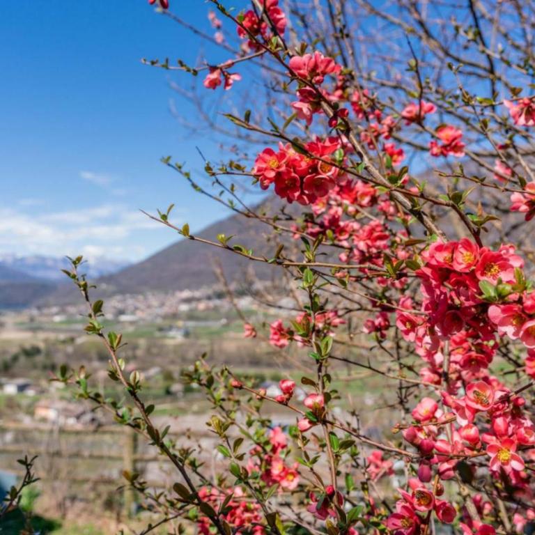 Alle Coccinelle, Levico Terme - Appartamento con 1 Camera da Letto - 36