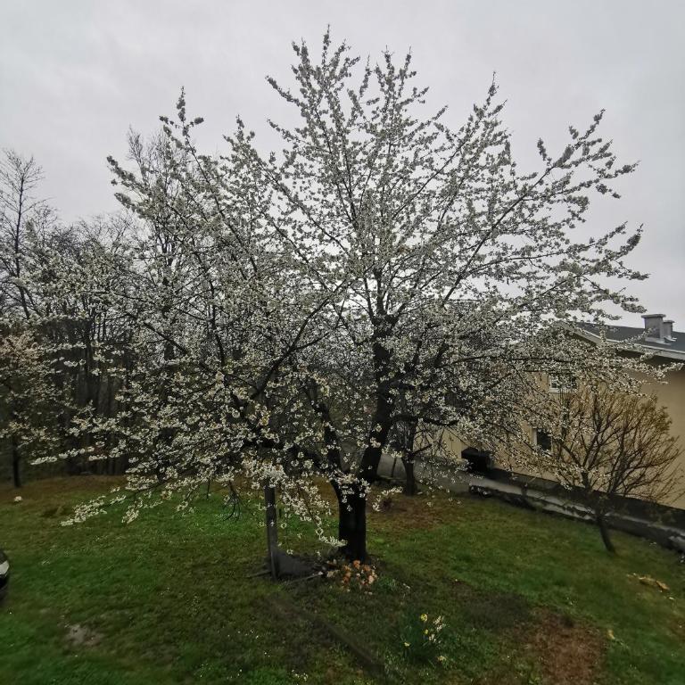 Jumiko Apartments - Apartman sa 2 Spavaće Sobe - 32