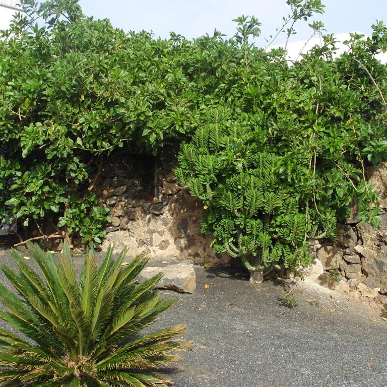 CASA LA TAHONILLA - Apartamento - Planta baja - 3