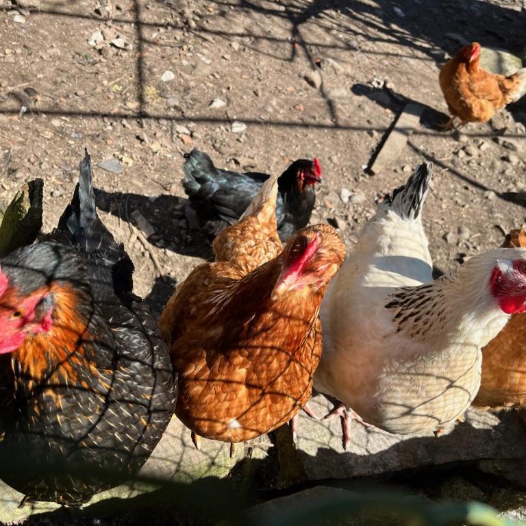 Ferme des Jonquilles 15p - billard, PS4, salle de sport - Maison 7 Chambres - 41