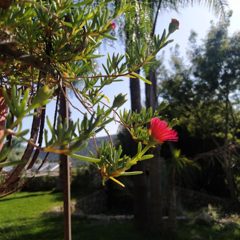 Giardino di Circe - Casa con 4 camere da letto - 49