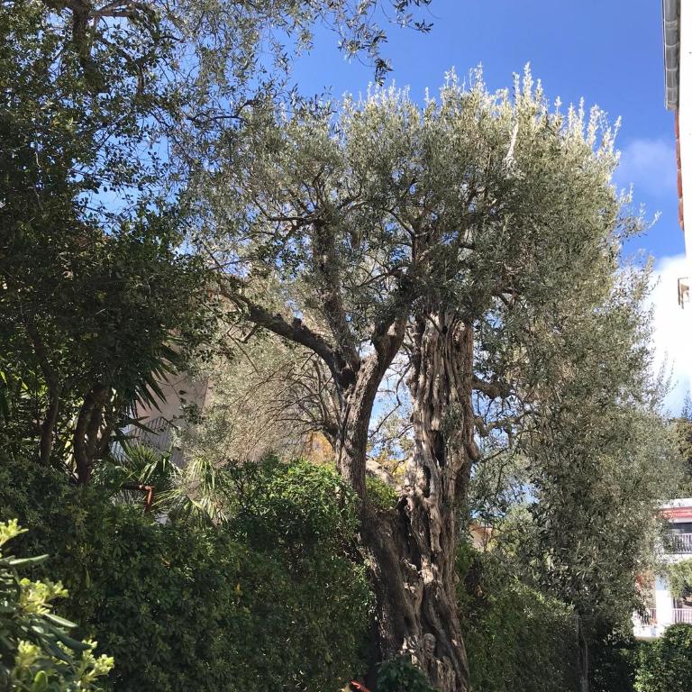 "L'olivadou" ST JEAN CAP FERRAT - Appartement - 22