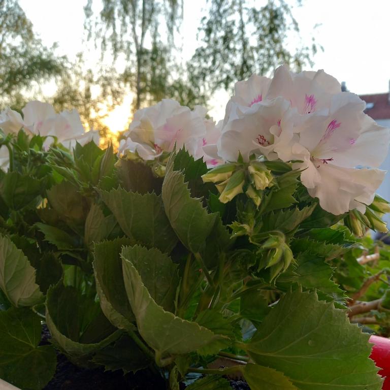 Rivijera - Apartman sa 1 Spavaćom Sobom - 82