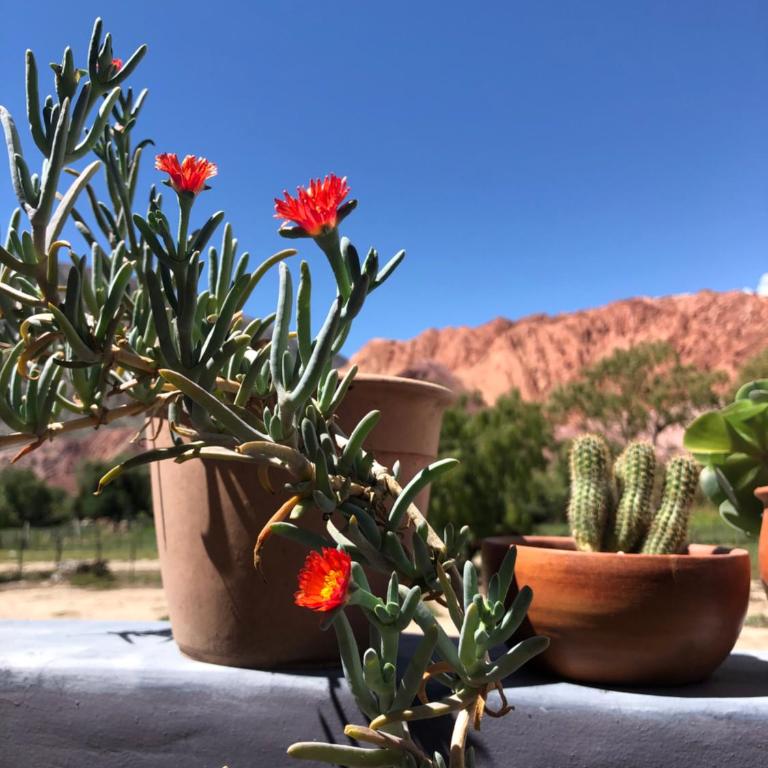 Las Lavandas Purmamarca - Apartamento de 3 dormitorios - 13