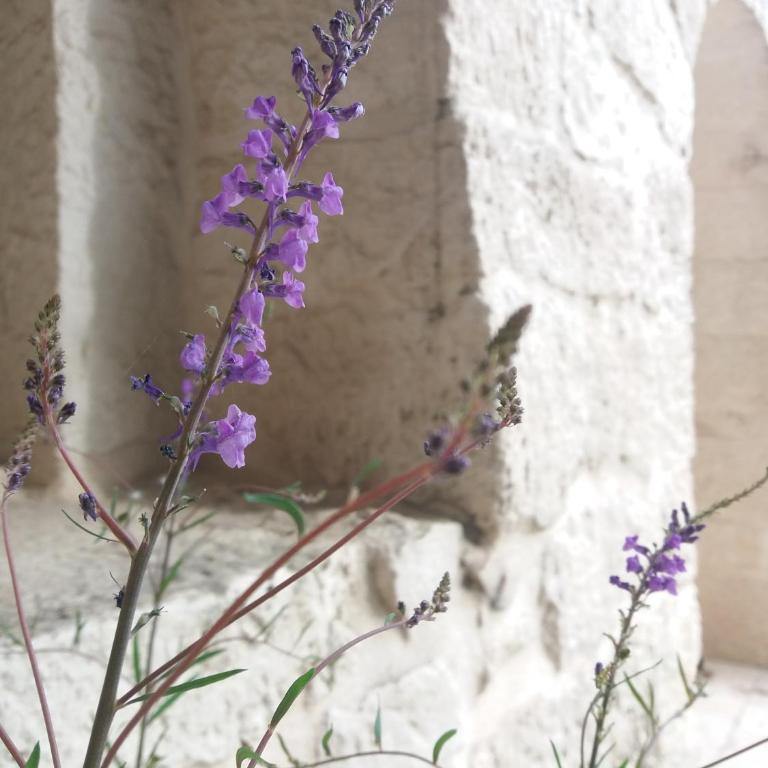 Trulli di Puglia - Casa vacanze in Valle d'Itria - Casa Vacanze - 44