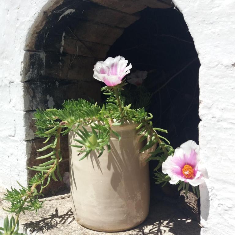 Trulli di Puglia - Casa vacanze in Valle d'Itria - Casa Vacanze - 45