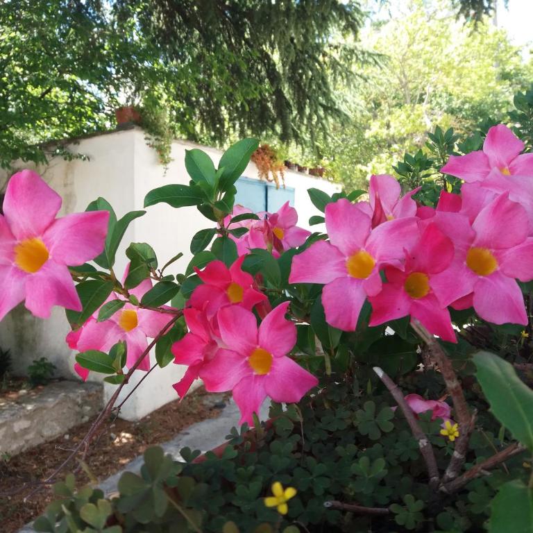 Trulli di Puglia - Casa vacanze in Valle d'Itria - Casa Vacanze - 46