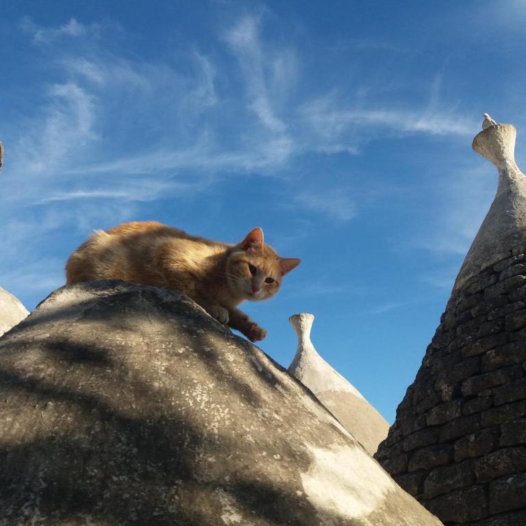 Trulli di Puglia - Casa vacanze in Valle d'Itria - Casa Vacanze - 47