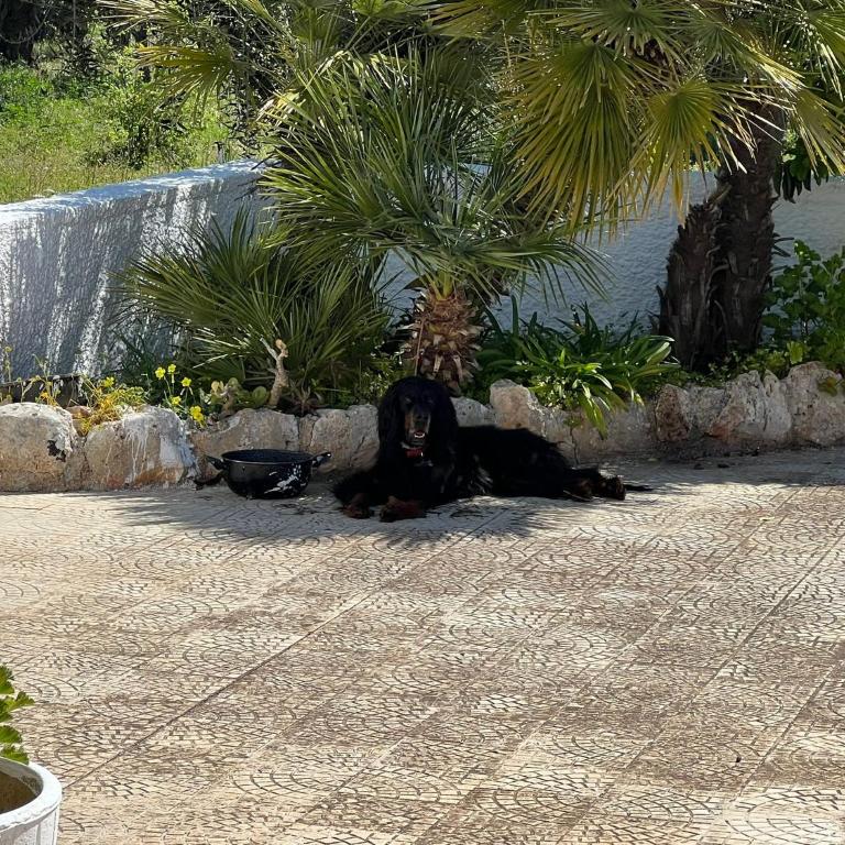 Trullo L'ulivo - Casa con 2 Camere da Letto - 2