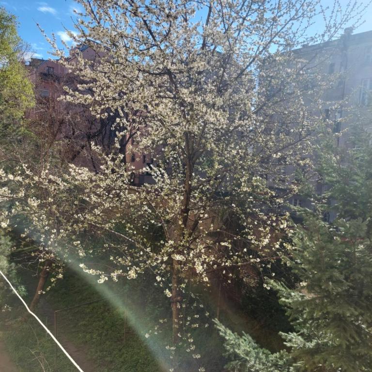 Dalmatinska apartment - Apartman sa 1 Spavaćom Sobom - 24