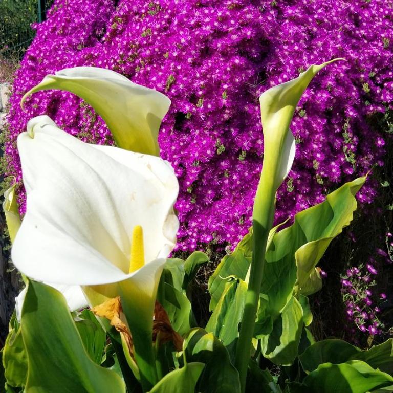 Il Giardino di Gio' - Casa con 1 Camera da Letto - 19