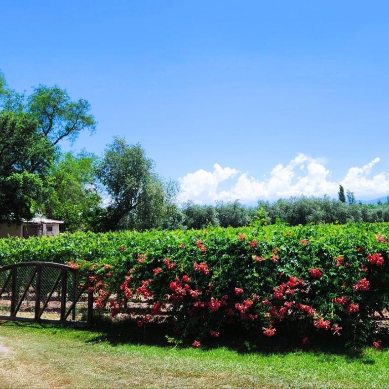 Casa Quinta Rodeada de Bodegas Piscina BBQ Mendoza - Casa de 2 dormitorios - 7