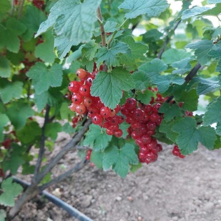 Villa Elma - Vila - 39