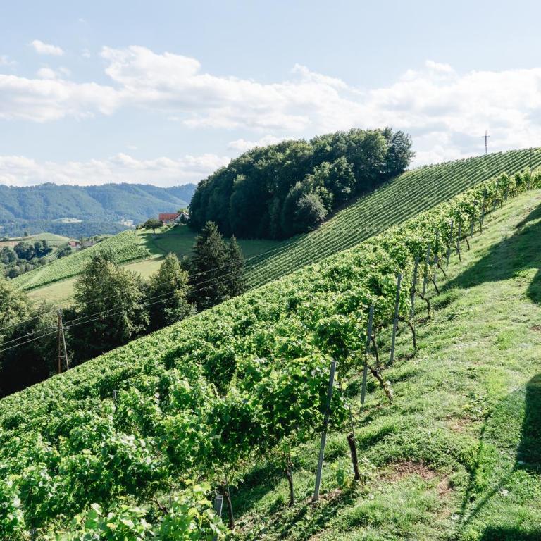 Weingut Sternat vlg. Schmalzpeter - Ferienhaus - 23