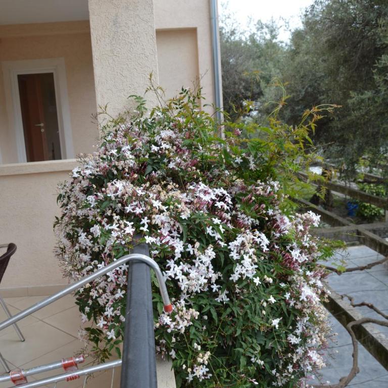 Vila Maslina Guesthouse - Twin Room with Terrace - 6