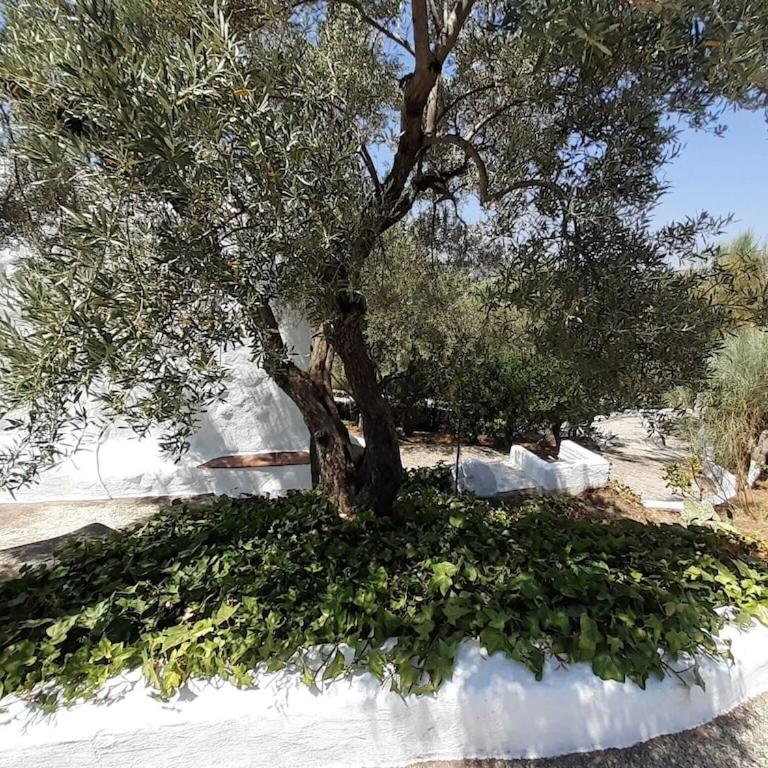 Cortijo Retama, Typical Andalusian Cottage, Romantic & Relax Villa by eastern Costa del Sol, in the countryside near Frigiliana town, at 12 kilometers from the beach - Casa de 2 dormitorios - 35