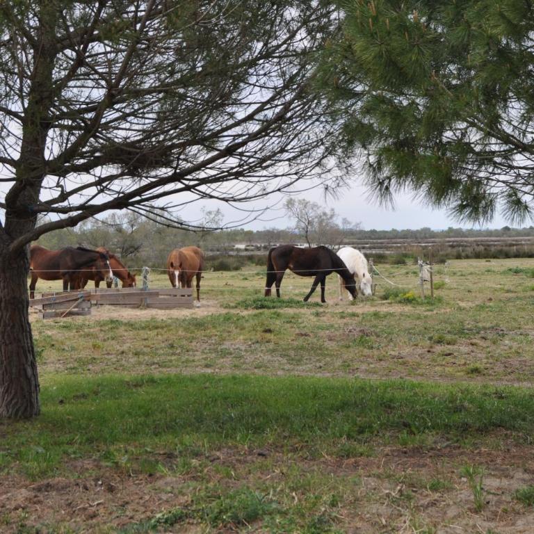 Vacances en Camargue proche de la mer climatisé - Appartement 2 Chambres - 22