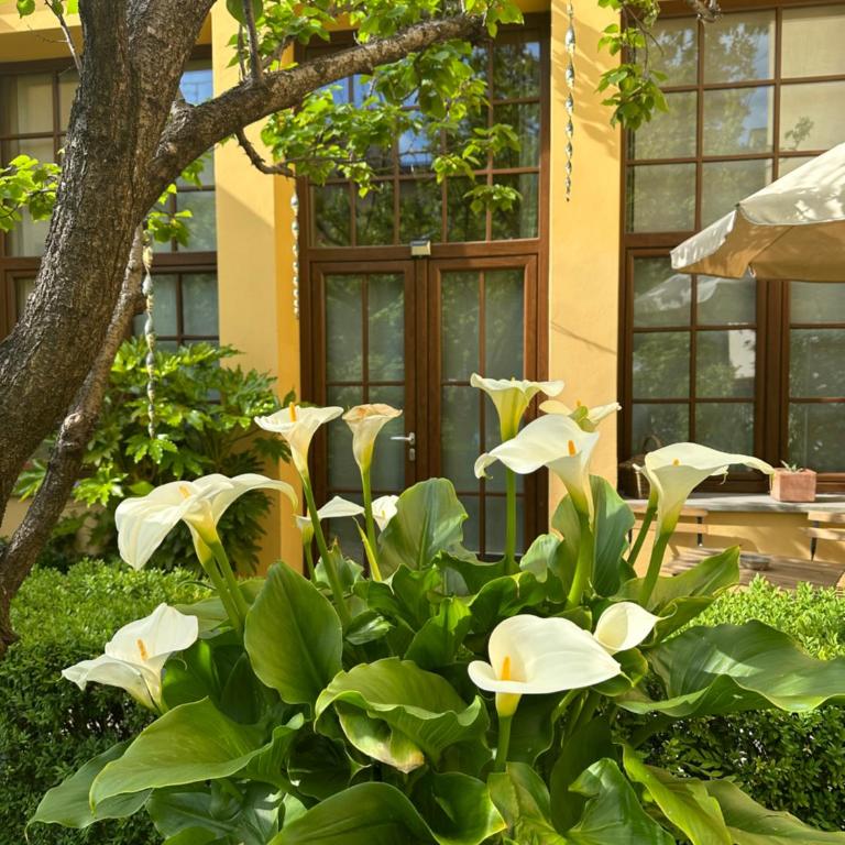 La Limonaia Firenze - Appartamento con 1 Camera da Letto - 11