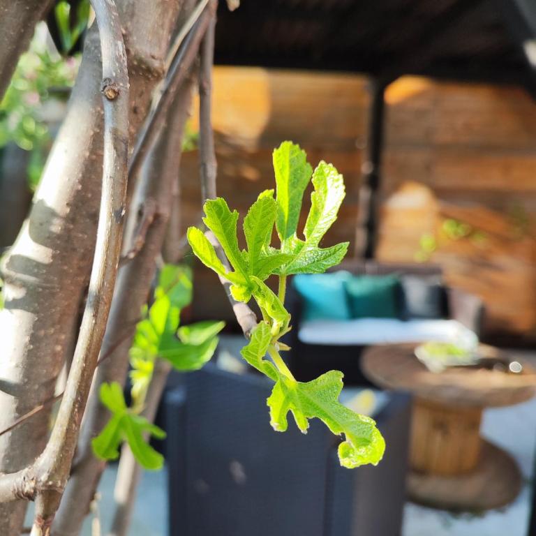 Apartment Smokva - Apartman sa 1 Spavaćom Sobom - 5