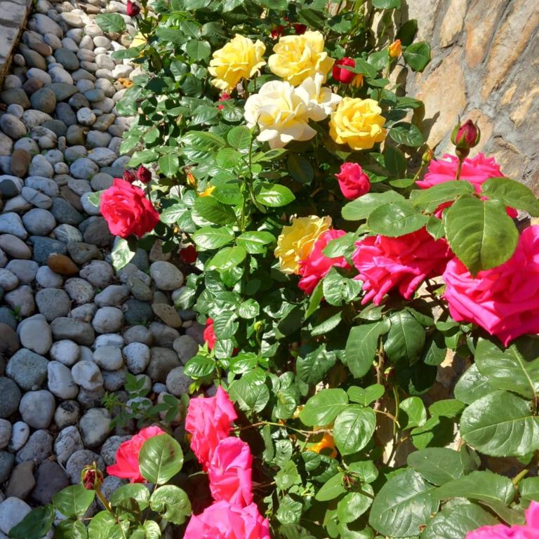 Apartman Miletic - Two-Bedroom Apartment - 57