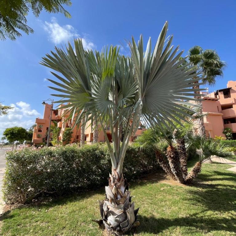 Spirit of Mar Menor - Appartement 1 Chambre - 12