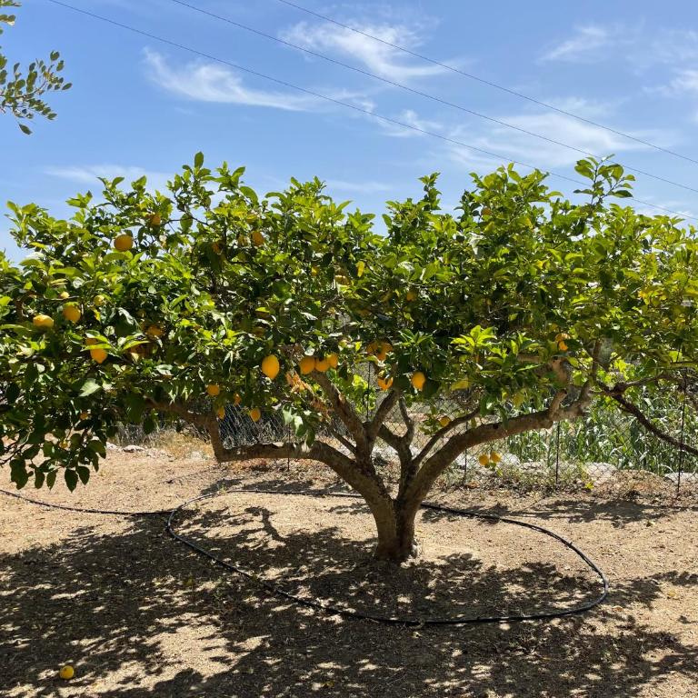 Finca Can Nōka - Casa de 4 dormitorios - 34