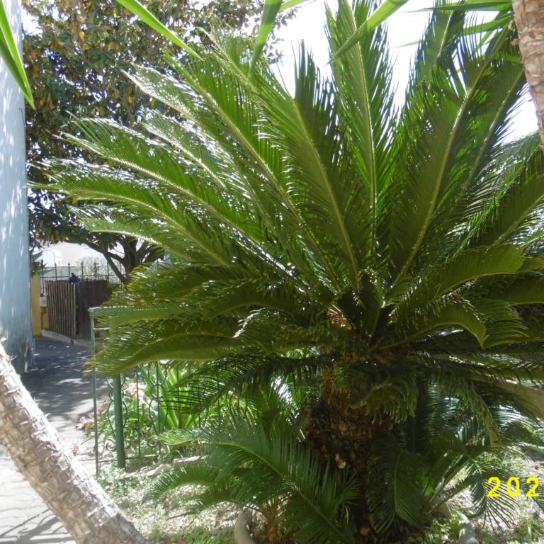 rez de chaussée studio climatisé dans villa - Apartment - Ground Floor - 27