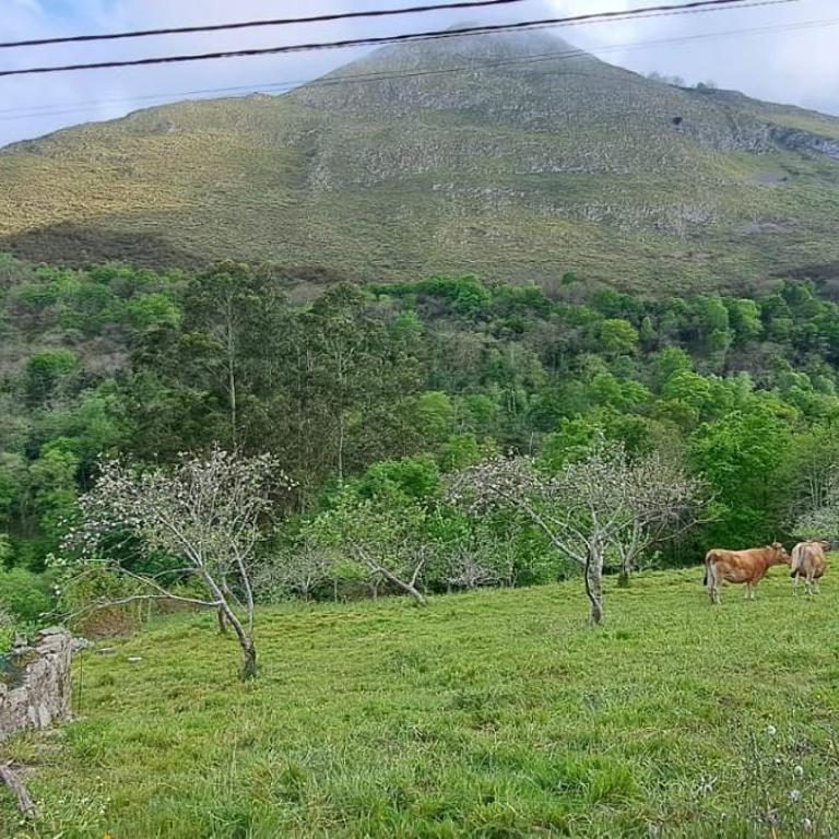 Llanes-Llumedian - Three-Bedroom House - 25
