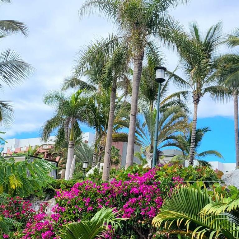 Golf del Sur Park Albatros - Apartamento con vistas al jardín - 26
