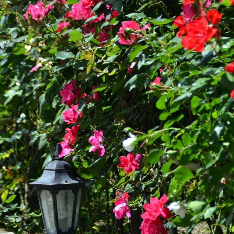 Sosò - Camera Deluxe Matrimoniale/Doppia con Letti Singoli con Vista Giardino - 2