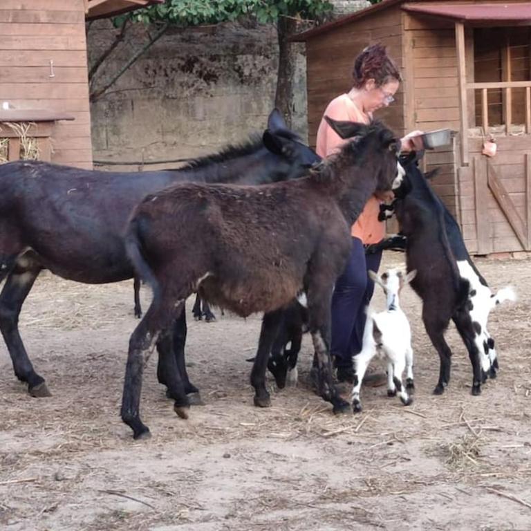 Casa vacanze il Pastore Tedesco - Appartamento con 2 Camere da Letto - 27