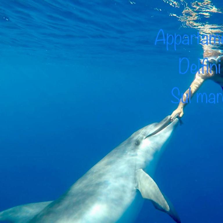 Appartamento delfini sul mare - Appartamento con Vista Mare - 5