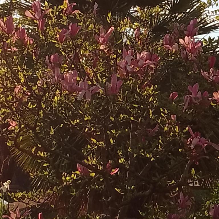 MAGNOLIA - Appartamento con 2 Camere da Letto - 26