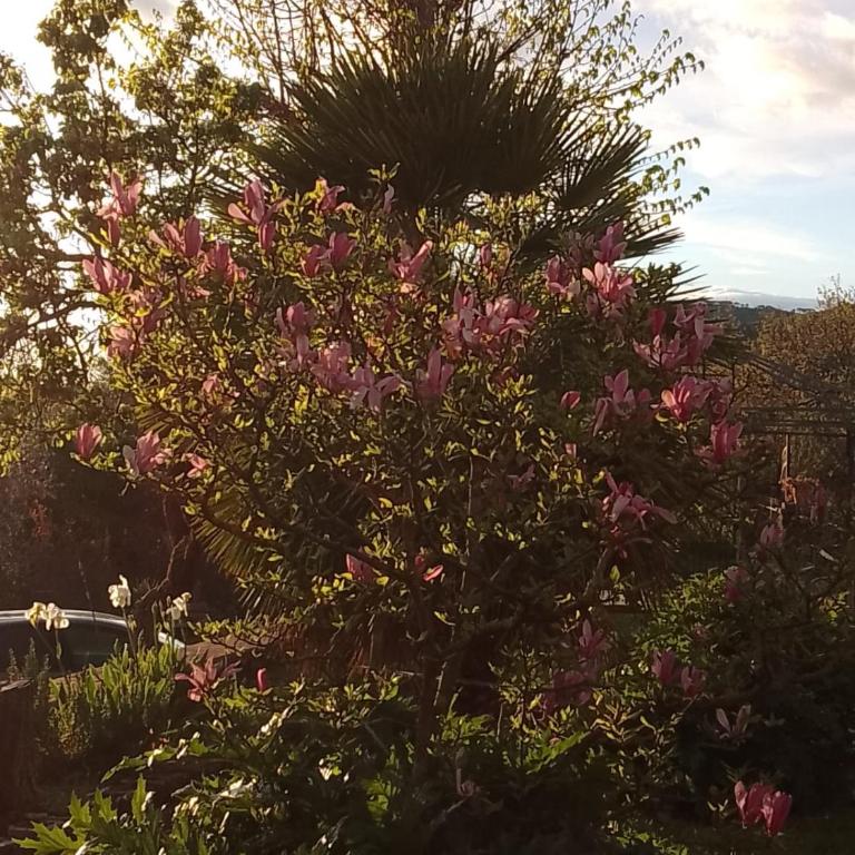 MAGNOLIA - Appartamento con 2 Camere da Letto - 27