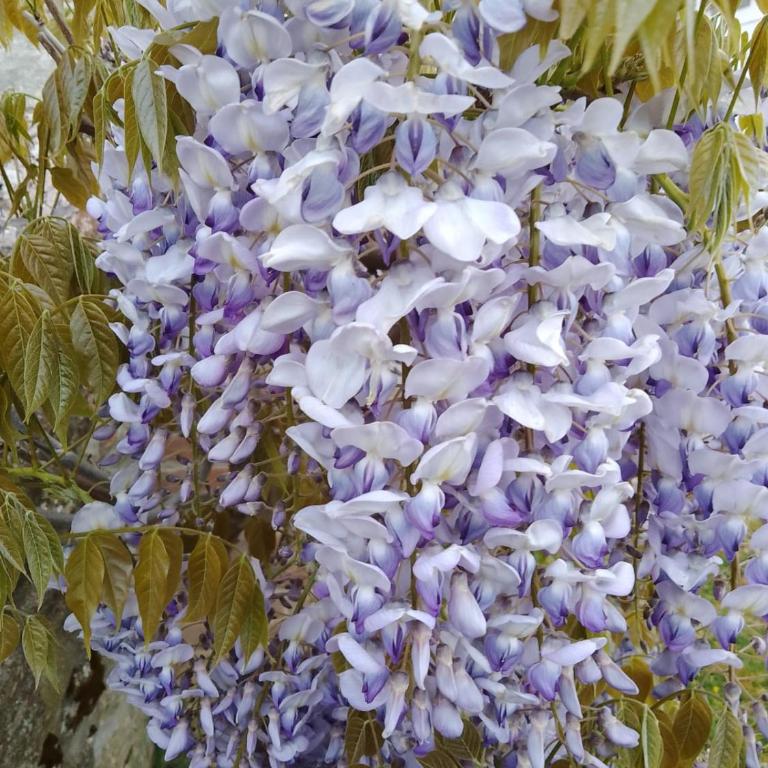 MAGNOLIA - Appartamento con 2 Camere da Letto - 25