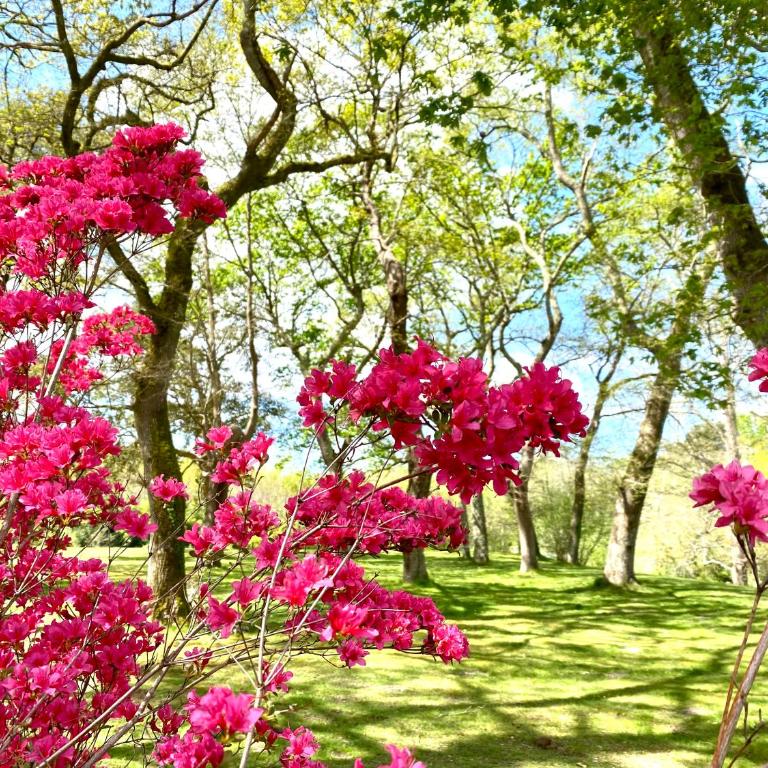 Domaine Baruteau - Chambre Double ou Lits Jumeaux - Vue sur Jardin - 6