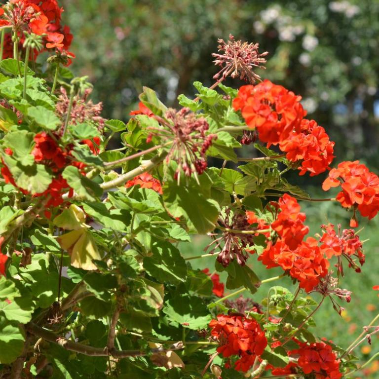 Villa Teti - Sicilia - Standard Apartment - 24
