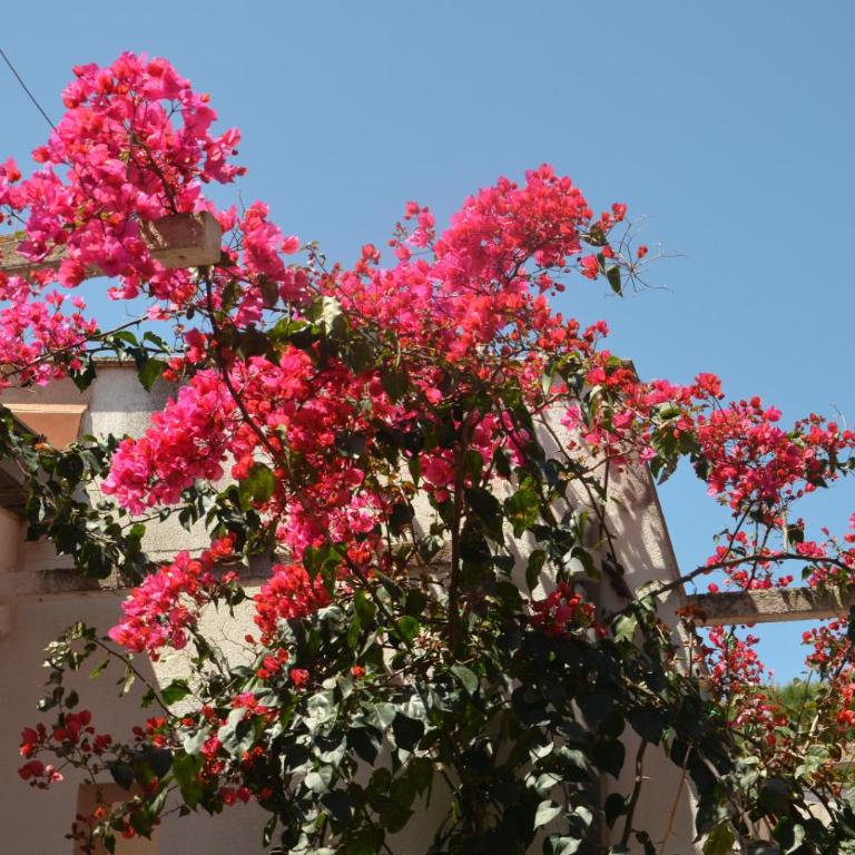 Villa Teti - Sicilia - Standard Apartment - 17