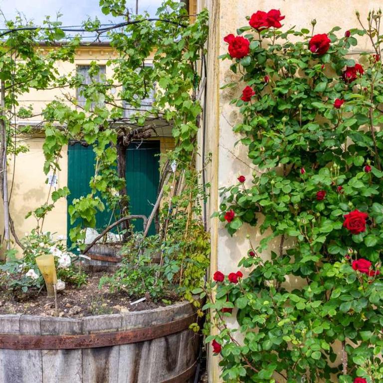R24 - Casa Glicine . - Appartamento - 35