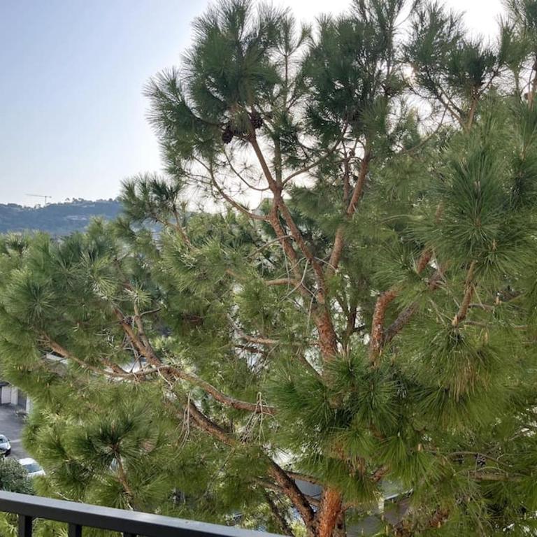 Cannes Montfleury grand confort - Apartment mit 1 Schlafzimmer - 11