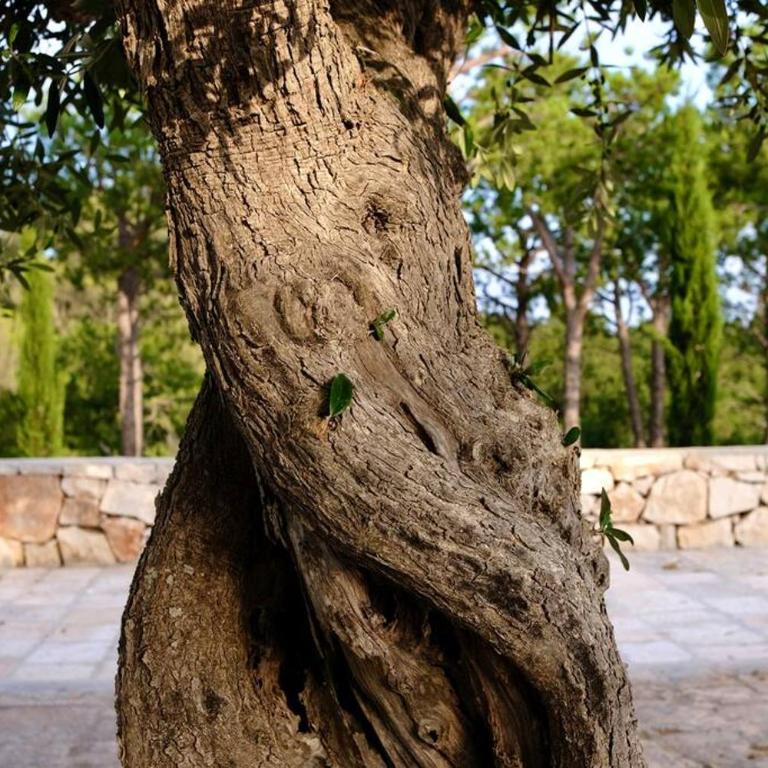 Tenuta Don Mimì. Valle d'Itria, Puglia. - Casa con 4 camere da letto - 27