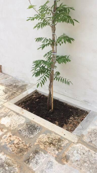 Tenuta Don Mimì. Valle d'Itria, Puglia. - Casa con 4 camere da letto - 72